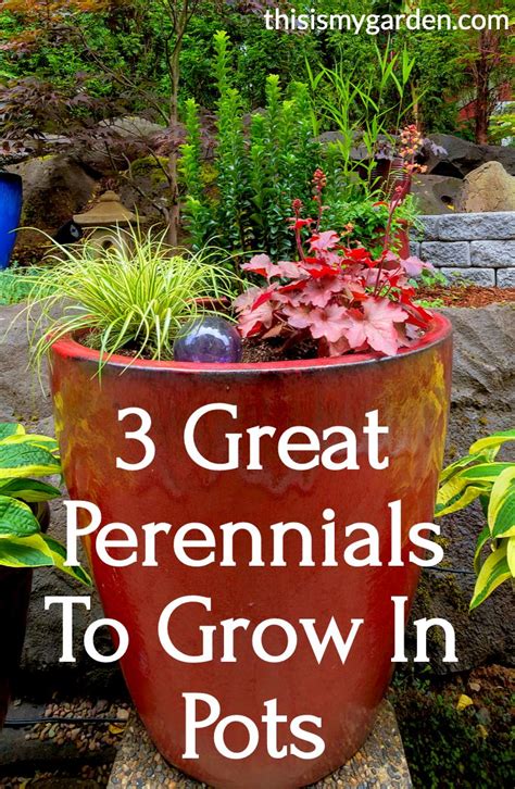 Check Out These 3 Great Perennials Perfect For Growing In Pots Growing