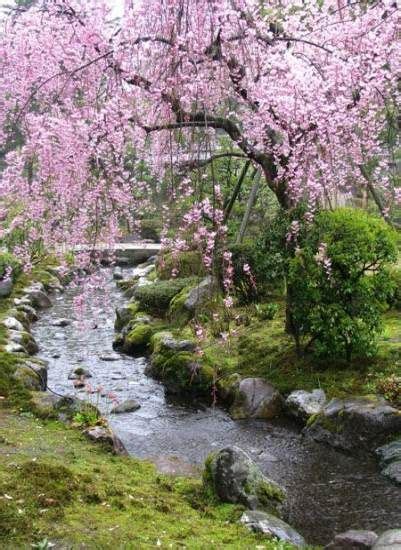 16 Ideas Cherry Tree Garden Travel For 2019 Japan Garden Japanese