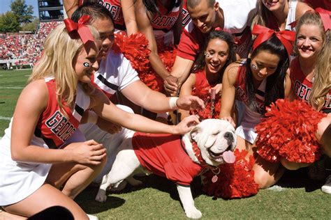 Georgia Bulldog Cheers Cheerleaders Greet The New Uga Viii “big Bad