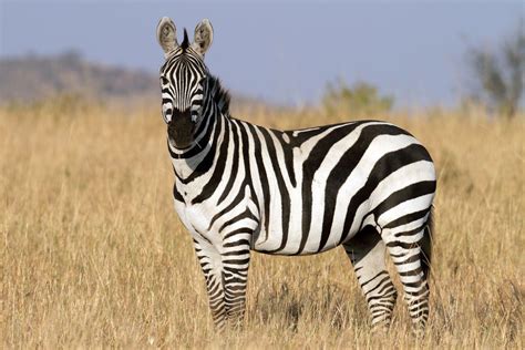 Zebra Facts Live Science