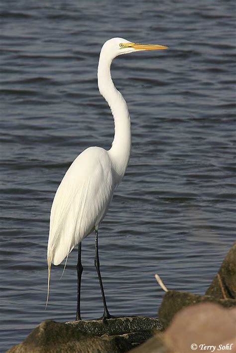 Identification Keys And Tips White Egrets And Herons