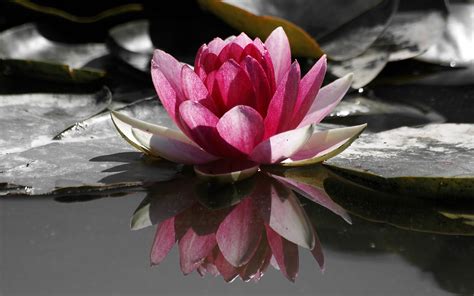 Water Lily Wallpapers Wallpaper Cave