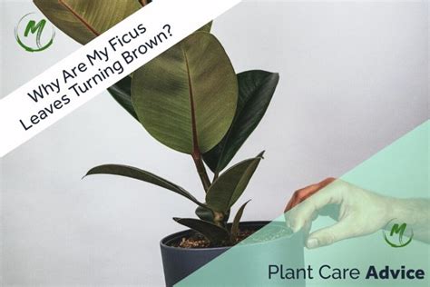 Why Are My Ficus Leaves Turning Brown Causes And Solutions