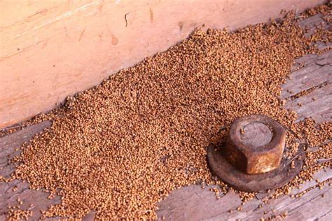 Termite Droppings Identification And What You Need To Know