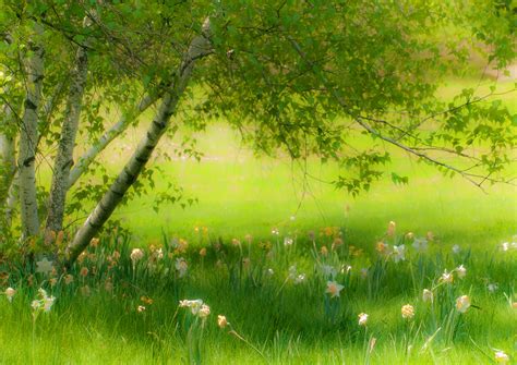 Spring Meadow With Birch Tree And Daffodils October 2014 Trees