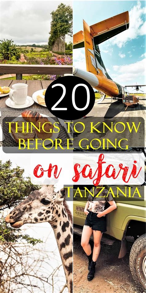 Everything You Need To Know Before Going On Safari In Tanzania