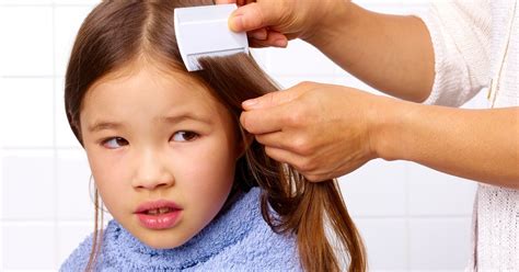 Head Lice Warning Super Nits Resistant To Head Lice Shampoo Are Becoming An Increasing