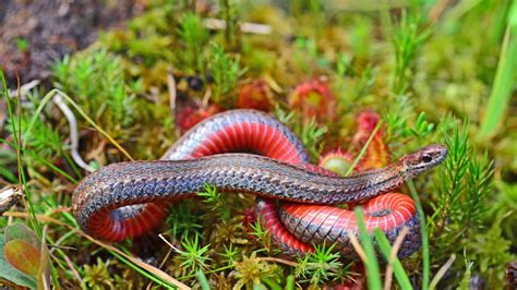 The Red Bellied Snake