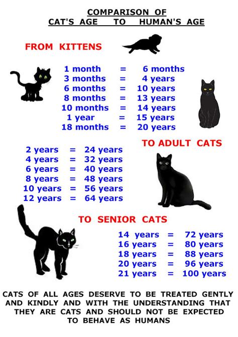 Cat years to human years. Feline Neighbourhood Watch