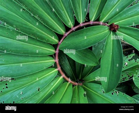 Exotic Plant With Big Leaves Stock Photo Alamy