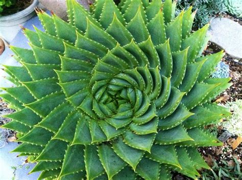 Agave shaka zulu is a beautiful specimen plant. Aloe polyphylla (Spiral Aloe) World of Succulents ...