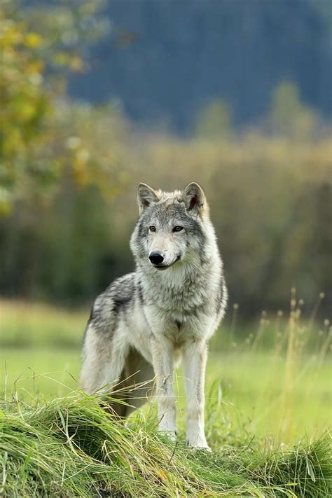Female Gray Wolf Canis Lupus