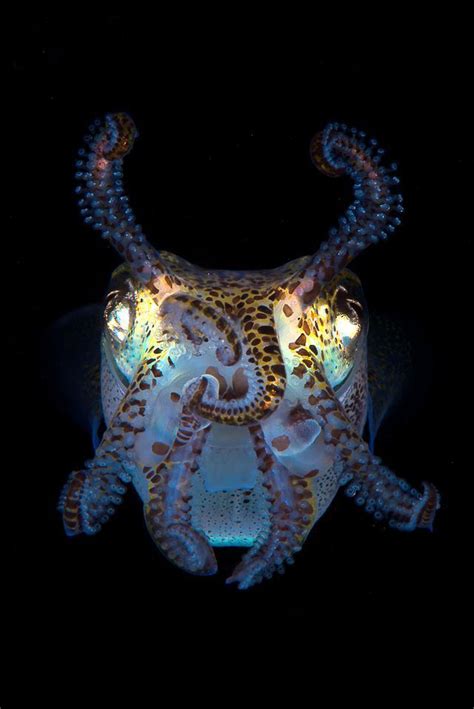 The Bobtail Squid Is One Of The Cutest Squids In The Sea
