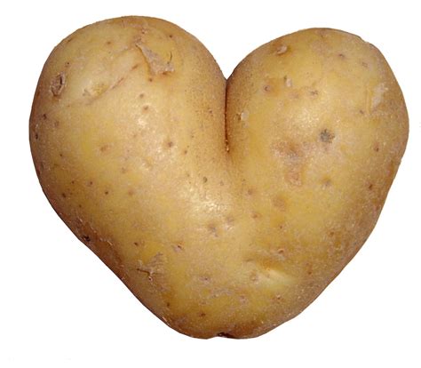 Potato Heart Culham Research Group