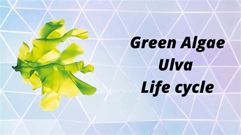 Ulva Green Algae Life Cycle Plant Reproduction Youtube