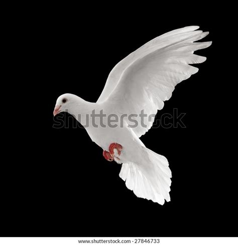 Flying White Dove Isolated On Black Stock Photo 27846733 Shutterstock