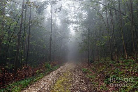 Road In The Foggy Forest Photograph By Ragnar Lothbrok Pixels