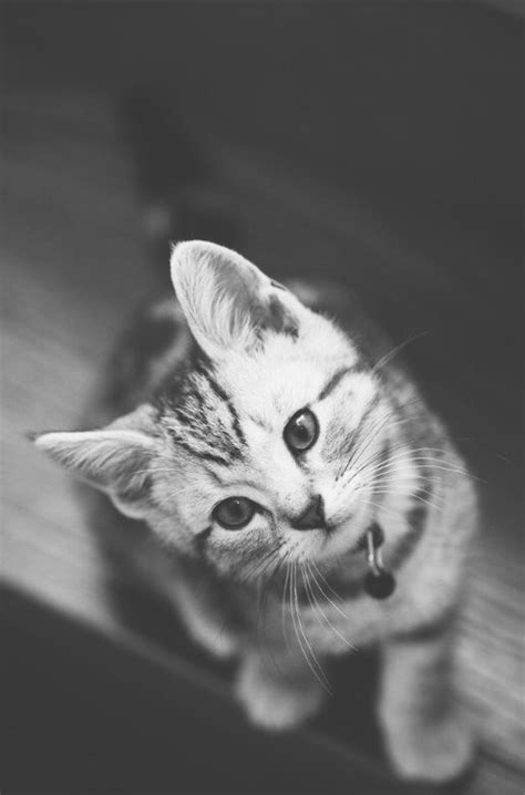 Miles de imágenes nuevas a diario completamente gratis vídeos e imágenes de pexels en alta calidad gato gatos lindo blanco y negro animales tirno escape-de ...
