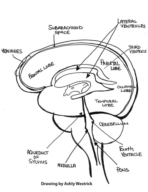 Brain 101 An Overview Of The Anatomy And Physiology Of