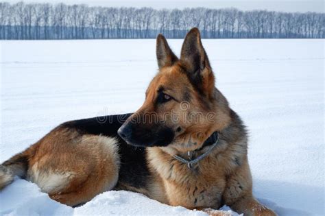 Winter Portrait Of The Dog German Shepherd Dog Lies In The Snow Stock