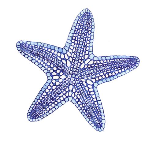 Blue Starfish Print Orange Oak Art