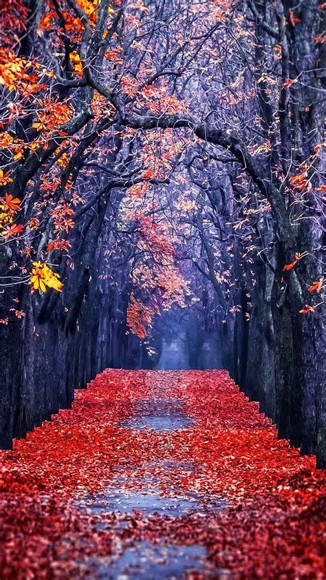 Autumn Road Rainfall Trees Iphone Wallpaper Iphone Free Fall