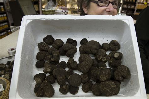 R Chauffement Climatique Une Truffe Noire Pousse Au Royaume Uni La