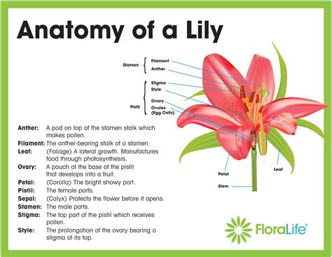 Flower Anatomy 101 Floralife Blog