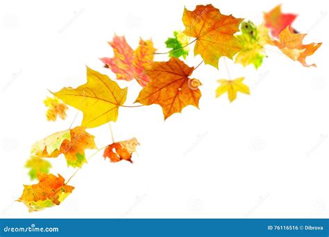 Falling Autumn Maple Leaves Stock Photo Image Of Spinning September