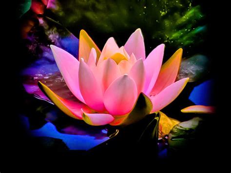 You'll find peace and calm in our images of lotuses! Flower of my life | Awakening Galactic Culture