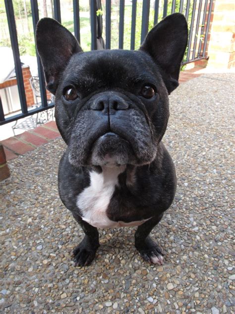 Despite the fact that french bulldogs posses oversized personalities, their bodies are actually small. Choosing, Raising, and Caring for a French Bulldog ...
