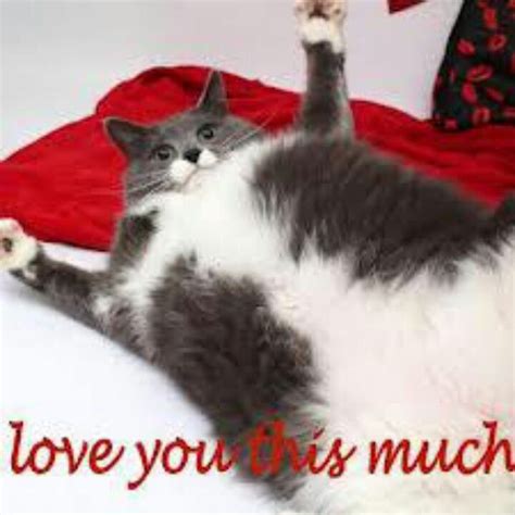 A Love You So Much Valentines Cats Animals Love You Very Much