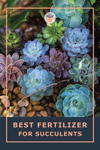 Best Fertilizer For Succulents Resource Of Safe Choices Succulents