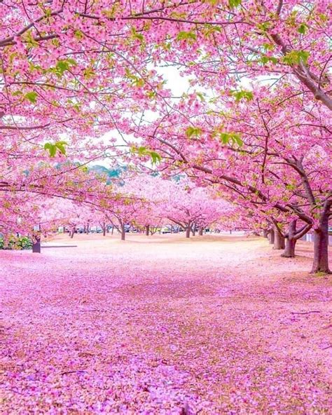 Nathaliebayeofficiel Japon Les Cerisiers En Fleurs Wallpaper Alam