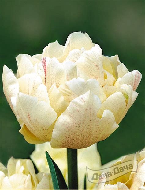 Тюльпан махровый поздний Монтрэ Tulip Montreux описание сорта фото