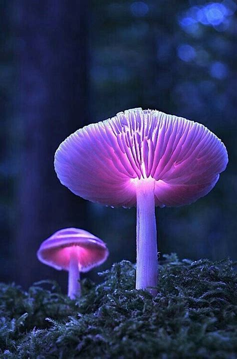 Glowing Mushrooms Mushroom Sienet Pinterest Mushrooms Mushroom