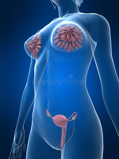 Related posts of women body parts name with picture reproductive organ. Female sex organs stock illustration. Image of tumor, menses - 5591534
