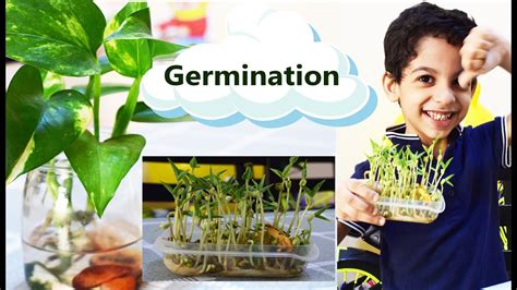 Germination Germination Of Seeds Plant Science For Kids Youtube