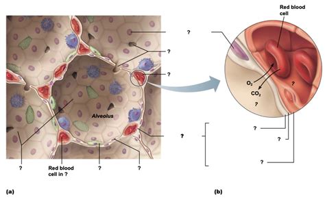 Diagram Of The Relationship Between The Alveoli And Pulmonary