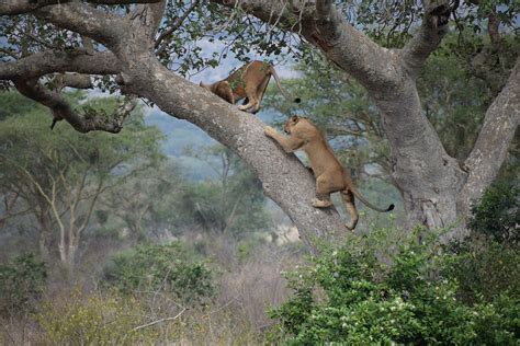 Meet The Tree Climbing Lions Of East Africa Discover Africa Safaris