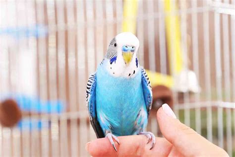 7 Reasons Why Your Budgie Suddenly Died Embora Pets