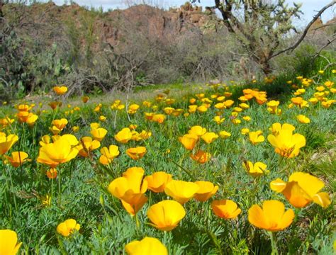 85 Brilliant Displays Of Southwest Wildflowers Outdoors And Events