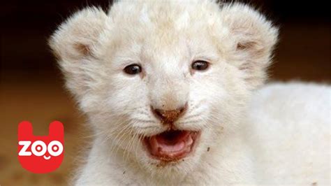 Six Baby White Lions Born In Germany Youtube