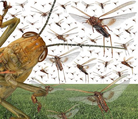 Facts Everyone Must Know About The Terrifying Locust Plague Worldatlas