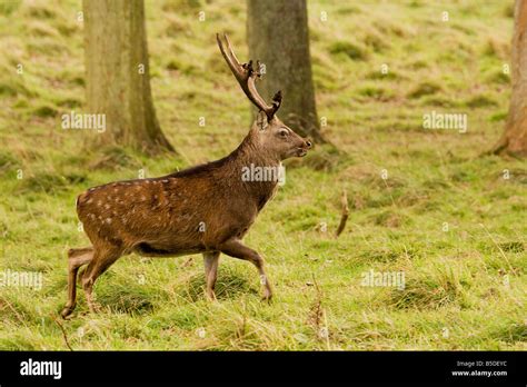 Sika Deer Stag Stock Photo Alamy