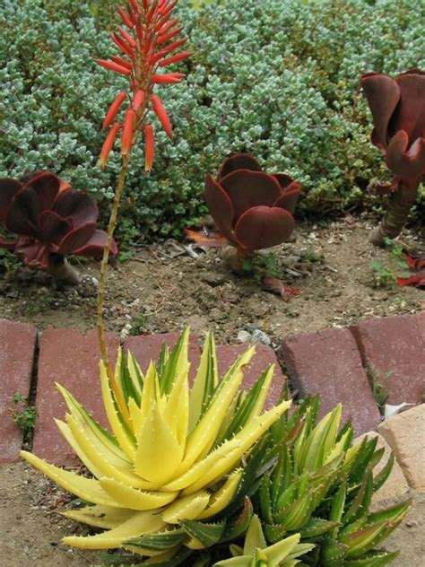 When most folks think of hibiscus they think of the tender tropical plants in warmer climates, such as south florida and southern california. Aloe perfoliata f. variegata (Variegated Mitre Aloe ...