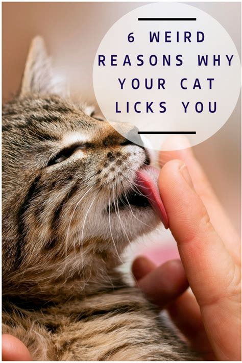 So What Is It That Makes Cats Lick People Here Are 6 Weird Reasons Why 6 Reasons Why Your Cat