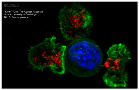 Live Cell Imaging In Action Killer T Cells Hunt Their Target Tebubio