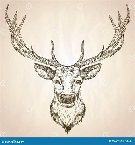 Hand Drawn Graphic Illustration Of Of A Deer Head With Big Antlers