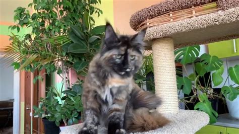 Maine Coon Cat Playing 13 Youtube